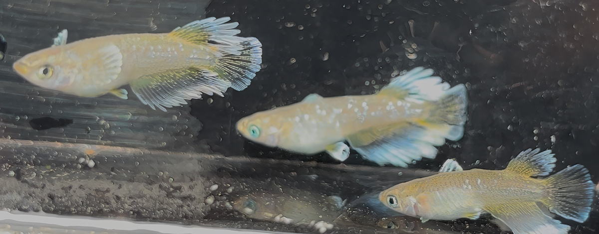 あなただけのメダカがきっと見つかる